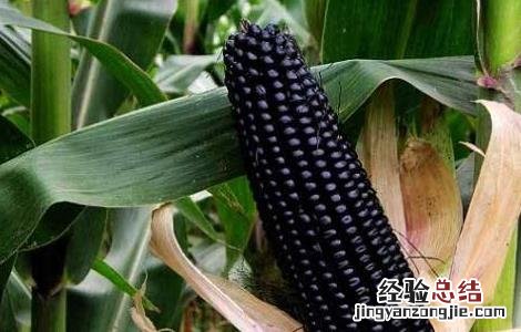 黑玉米产地是哪里 黑玉米产地在哪里