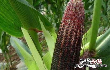 黑玉米产地是哪里 黑玉米产地在哪里