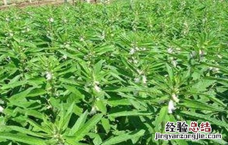 芝麻缺素症状以及补救措施