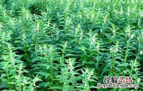 芝麻缺素症状以及补救措施