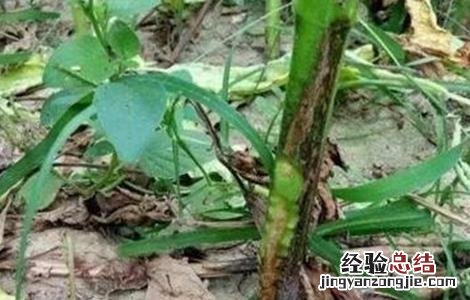 芝麻缺素症状以及补救措施