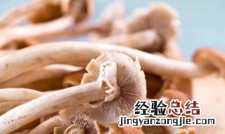 干茶树菇泡发后还是嚼不动 茶树菇怎么泡才会软
