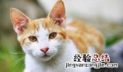 看这只猫的英文怎么读 猫的英文怎么读