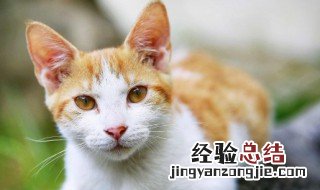 看这只猫的英文怎么读 猫的英文怎么读
