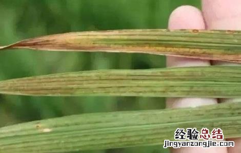 水稻叶子发红是什么病图片 水稻叶子发红是什么病