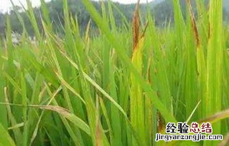 水稻叶子发红是什么病图片 水稻叶子发红是什么病