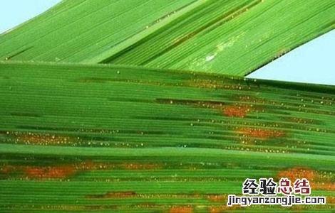 水稻叶子发红是什么病图片 水稻叶子发红是什么病