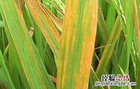 水稻叶子发红是什么病图片 水稻叶子发红是什么病