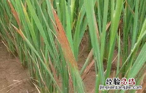 水稻叶子发红是什么病图片 水稻叶子发红是什么病