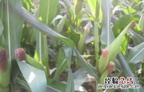 玉米多穗怎么办 玉米多穗怎么回事