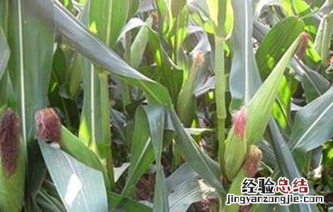 玉米多穗怎么办 玉米多穗怎么回事