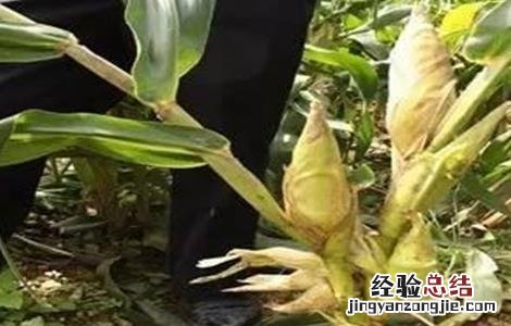 玉米多穗怎么办 玉米多穗怎么回事