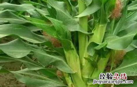 玉米多穗怎么办 玉米多穗怎么回事