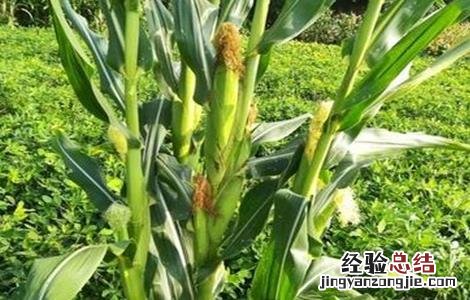 玉米多穗怎么办 玉米多穗怎么回事