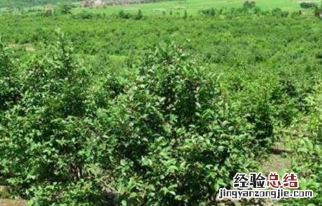油茶高产栽培要点 油茶高产栽培要点