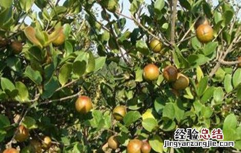 油茶高产栽培要点 油茶高产栽培要点