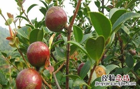 油茶高产栽培要点 油茶高产栽培要点
