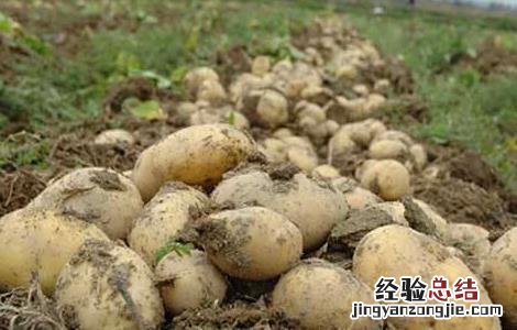 马铃薯怎样才能高产 马铃薯怎么种植才高产