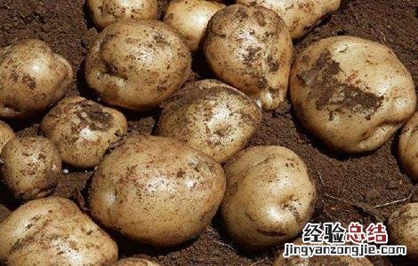 马铃薯怎样才能高产 马铃薯怎么种植才高产