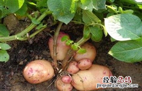 马铃薯怎样才能高产 马铃薯怎么种植才高产