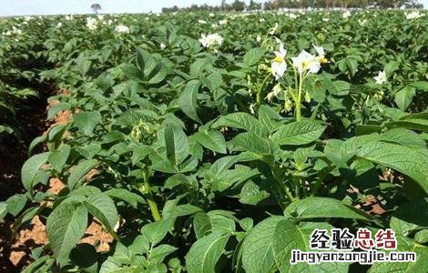 马铃薯怎样才能高产 马铃薯怎么种植才高产