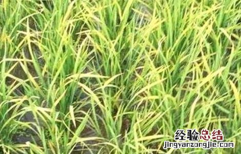 水稻黄叶原因及防治方法 水稻黄叶病怎么治