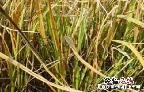 水稻黄叶原因及防治方法 水稻黄叶病怎么治