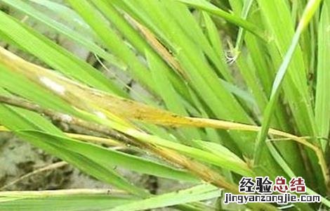 水稻黄叶原因及防治方法 水稻黄叶病怎么治