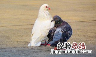 鸽子的营养价值及功效与作用 鸽子的营养价值及功效与作用禁忌