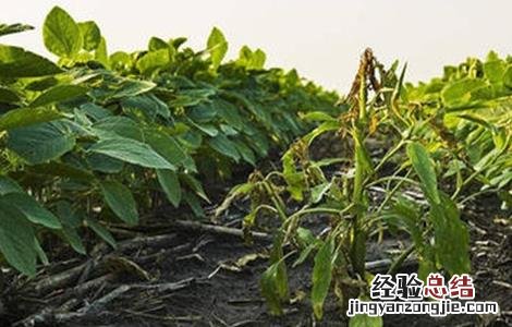 大豆田间除草 大豆除草方法及注意事项