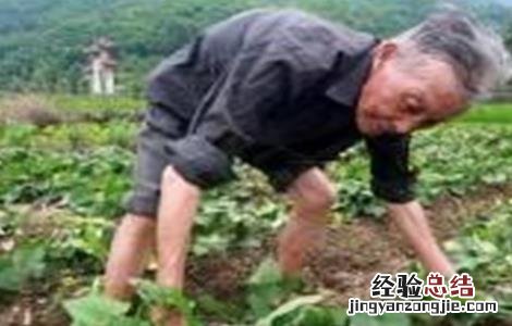 红薯翻藤原因及注意事项有哪些 红薯翻藤原因及注意事项