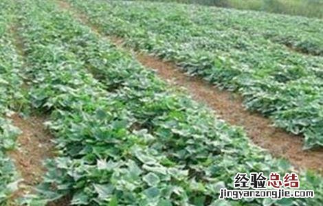 红薯翻藤原因及注意事项有哪些 红薯翻藤原因及注意事项