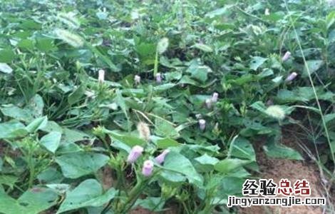 红薯翻藤原因及注意事项有哪些 红薯翻藤原因及注意事项