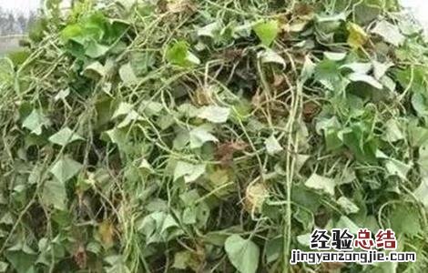 红薯翻藤原因及注意事项有哪些 红薯翻藤原因及注意事项