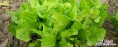 生菜苦是什么原因 生菜特别苦是什么原因