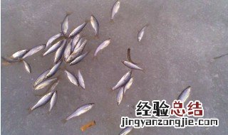 钓小鱼用什么饵料 钓小鱼自制用什么饵料