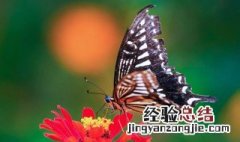 变态发育的动物有哪些 变态发育的动物部分列举