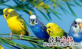 虎皮鹦鹉散养和笼养区别 手养虎皮鹦鹉和散养虎皮鹦鹉的对比