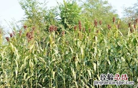 甜高粱的种植技术要点 甜高粱的种植技术