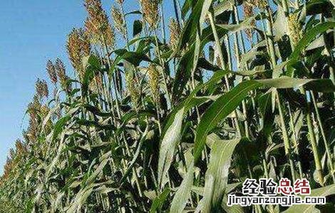 甜高粱的种植技术要点 甜高粱的种植技术