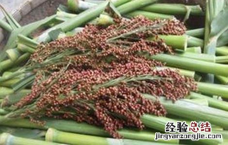 甜高粱的种植技术要点 甜高粱的种植技术