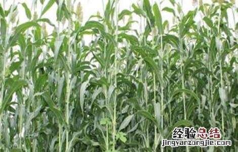 甜高粱的种植技术要点 甜高粱的种植技术