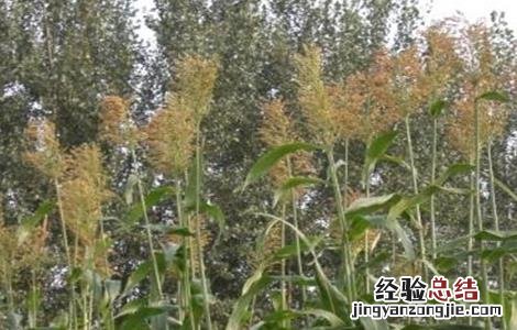 甜高粱的种植技术要点 甜高粱的种植技术