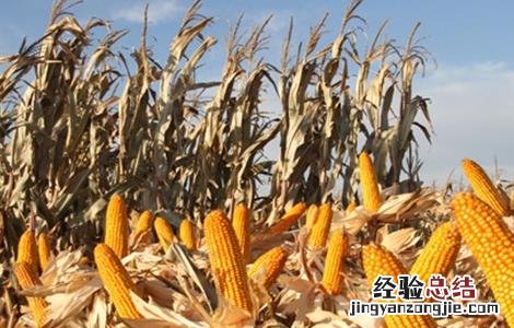 玉米种子什么品种好 晚熟玉米种子什么品种好