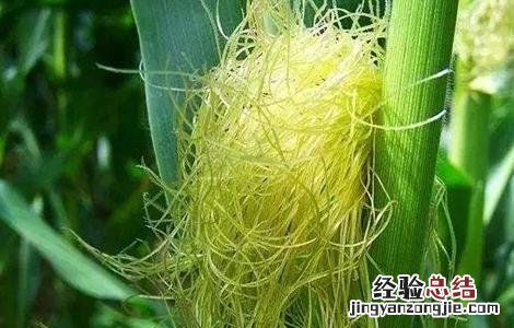 玉米种子什么品种好 晚熟玉米种子什么品种好