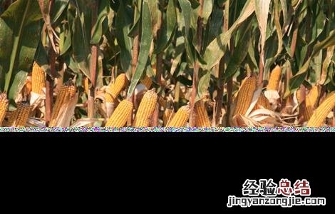 玉米种子什么品种好 晚熟玉米种子什么品种好