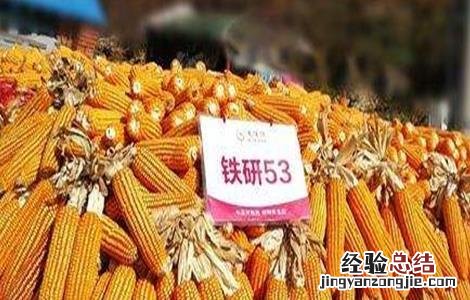 玉米种子什么品种好 晚熟玉米种子什么品种好