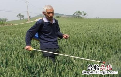 小麦叶面肥喷施要点 小麦叶面肥喷施注意事项