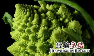 宝塔菜不能和什么一起食用 宝塔菜不能和什么一起食
