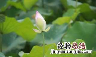 淤泥的意思 淤泥这个词语的出处在哪